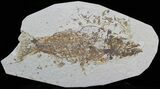 Bargain Mioplosus Fossil Fish - Uncommon Species #33207-1